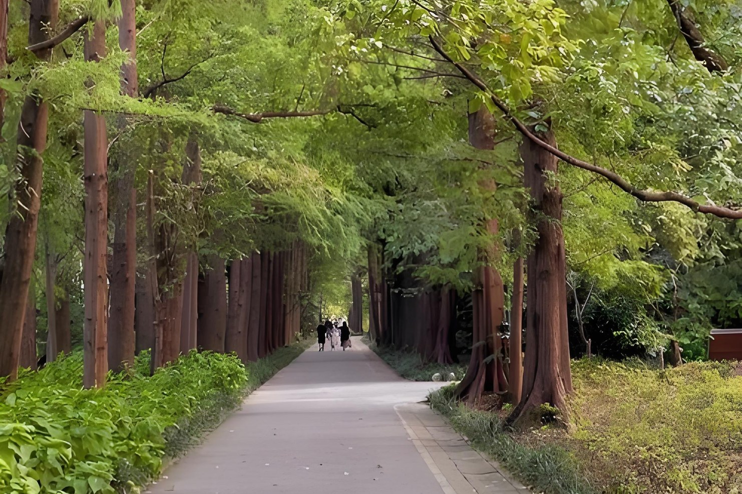 Photograph of the Binjiang Forest Park loop route