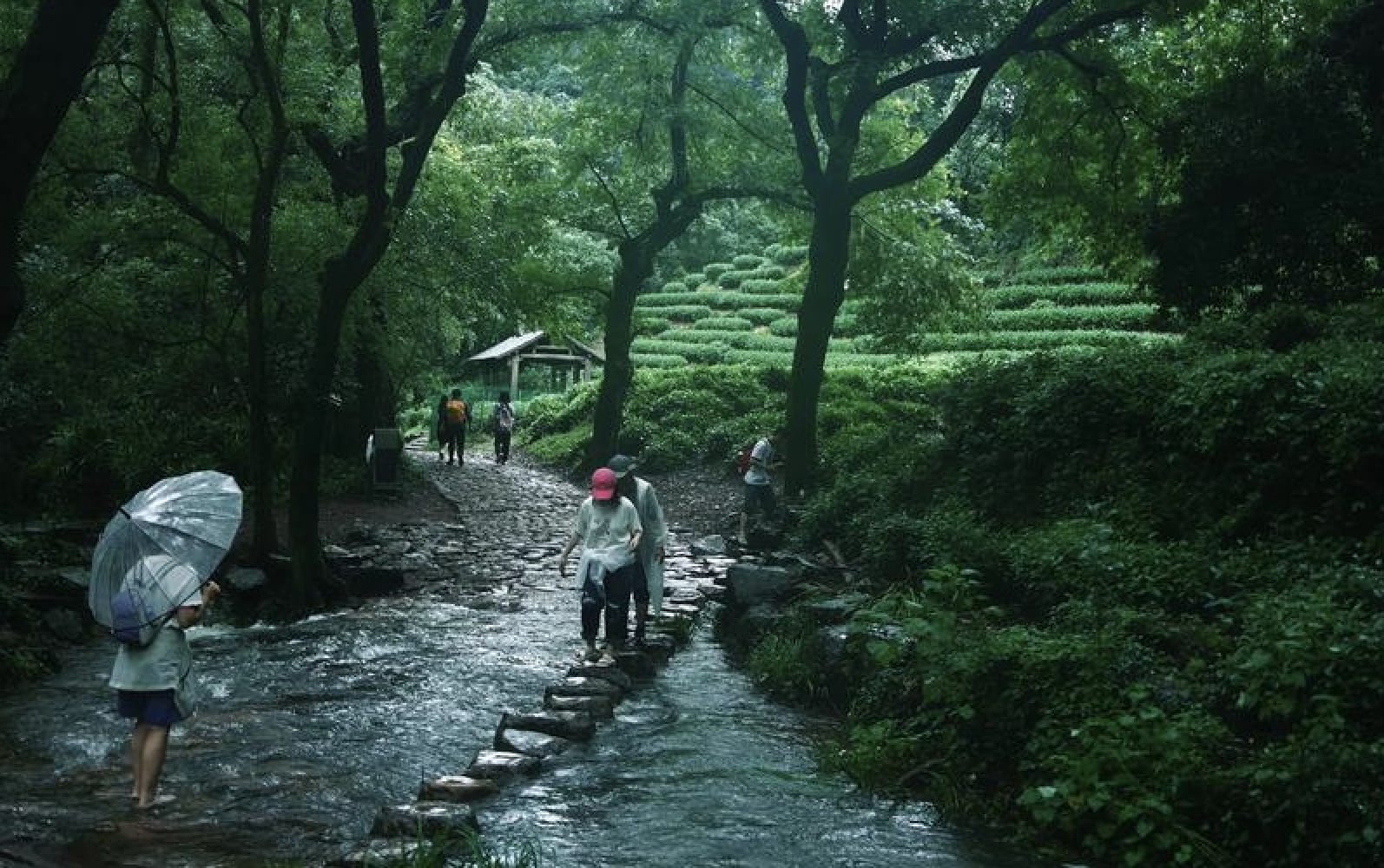 Tea fields near Longjing Village in Hangzhou