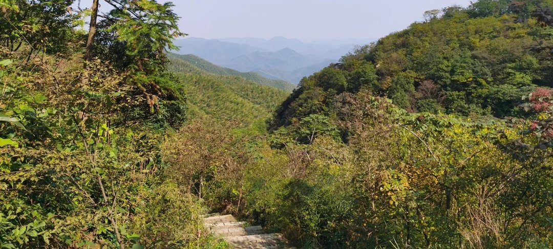 A stone-paved path steps down out of the bottom of the frame through shrubs and bamboo, a tall conifer at the left edge, a densely forested shoulder closing the right, and four or five blue ranges layered in the haze beyond the gap between them.