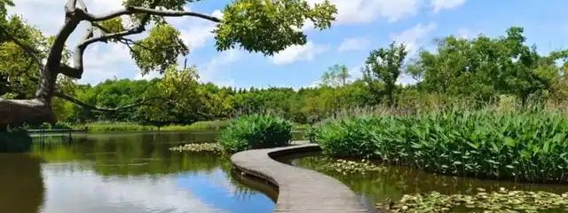 Photograph of the Qingxi water-forest walk route