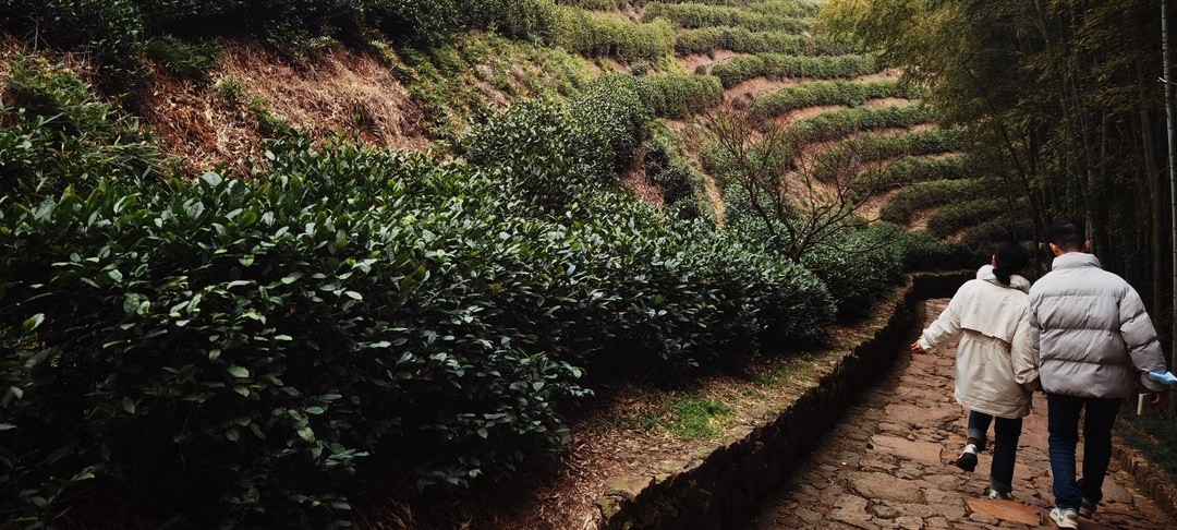 Terraced tea beds stepping up a hillside, bamboo crowding the right edge and two walkers on a stone lane at the lower right: Yuhang tea country photographed on the Jingshan side, not this ridge